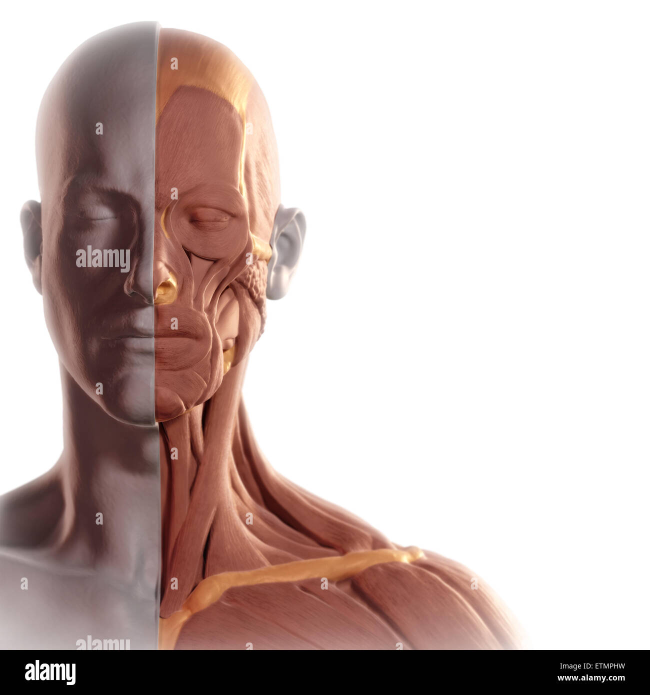 Konzeptbild im Stil von einem Tonmodell des Gesichtes mit Muskel auf der einen Seite ausgesetzt. Stockfoto