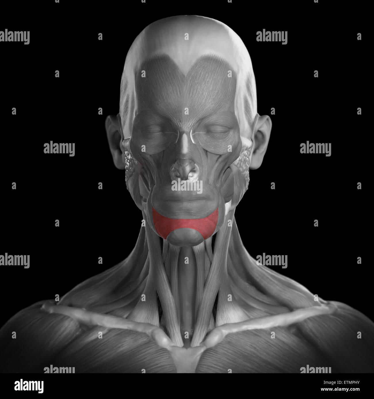 Konzeptbild der Muskeln des Gesichts mit den Depressor Labii Inferioris Muskeln hervorgehoben. Stockfoto
