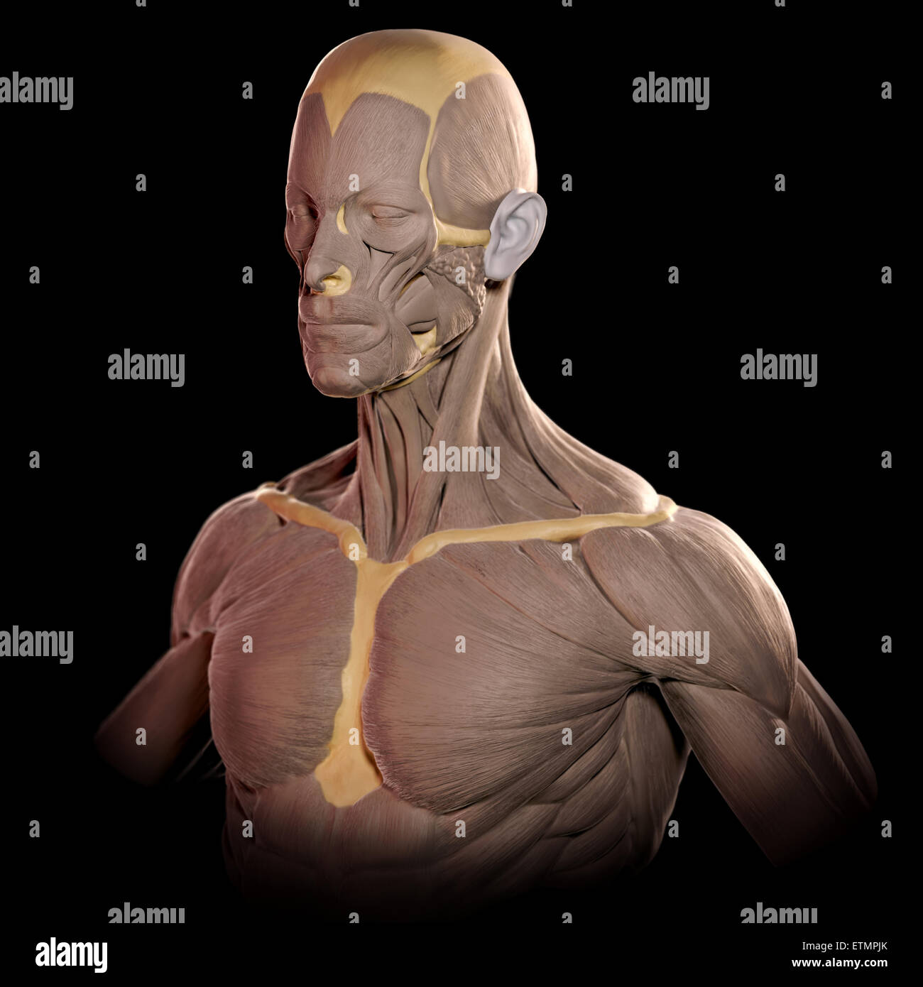 Konzeptbild im Stil von einem Tonmodell der Muskeln des Gesichts und des oberen Körpers. Stockfoto