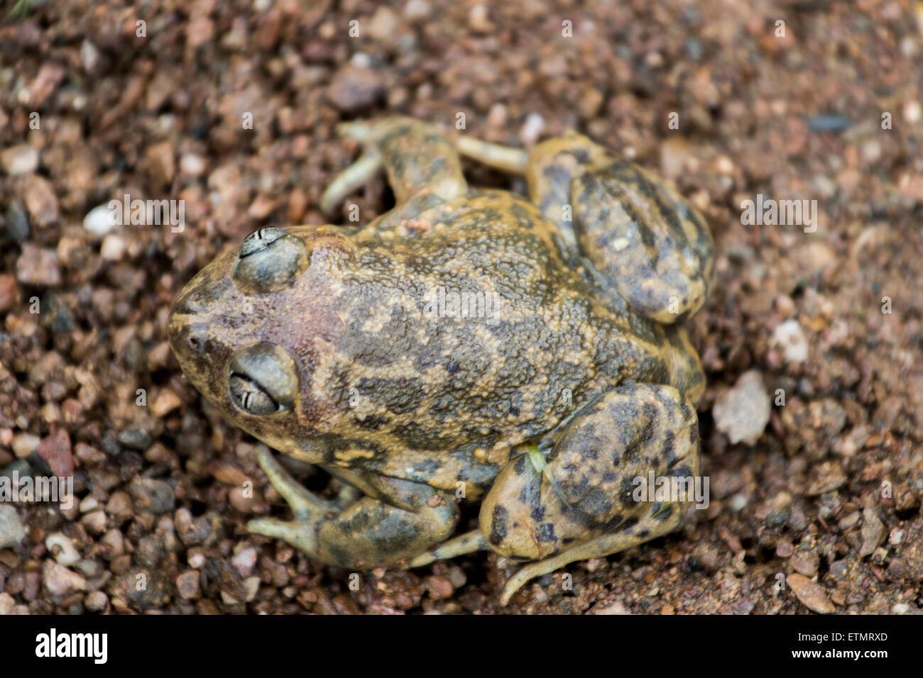 Nahaufnahme der iberischen katzenähnliche Kröte (Pelobates Cultripes) in der Natur. Stockfoto