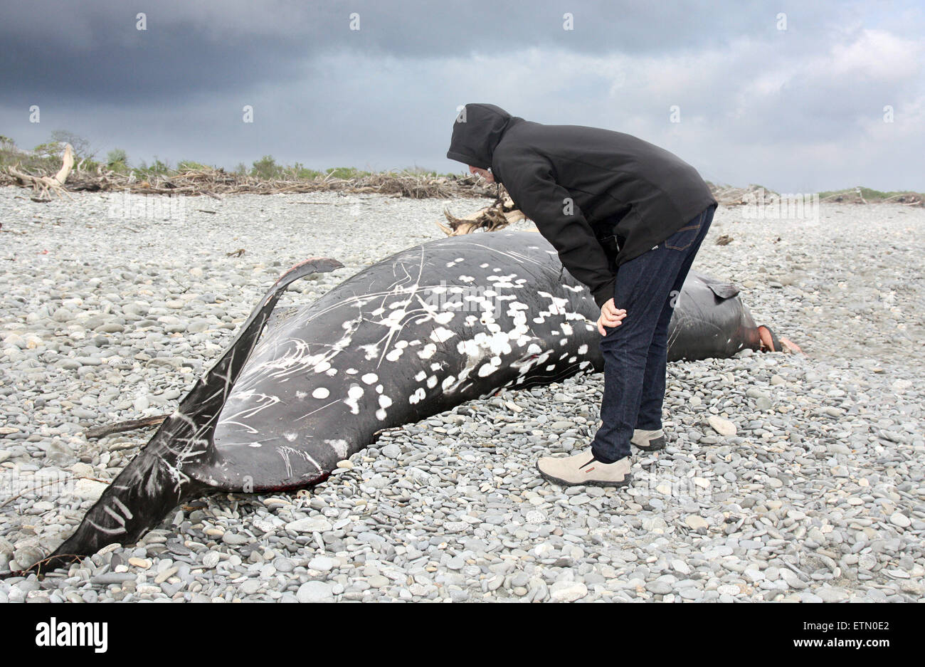 einen Toten Wal am Strand fand in Neuseeland Stockfoto