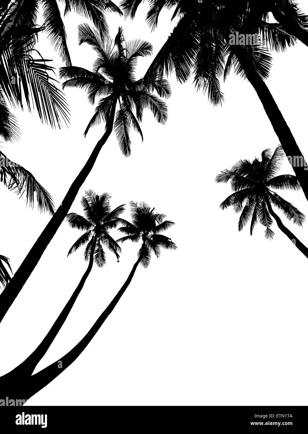 Kokospalmen am tropischen Sandstrand Stockfoto