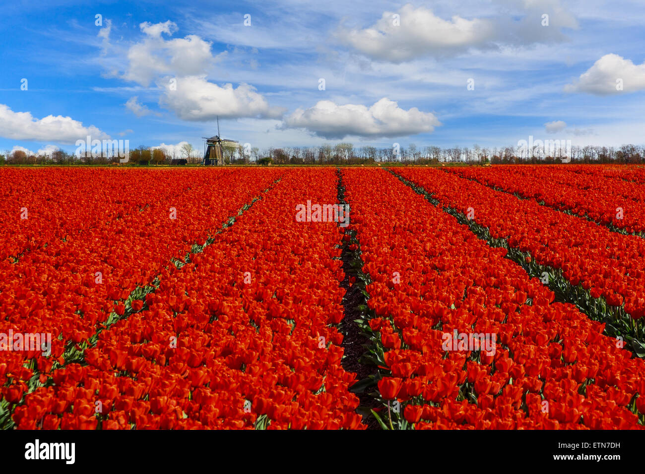 Reihen von Tulpen wachsen in einem Feld, Niederlande Stockfoto
