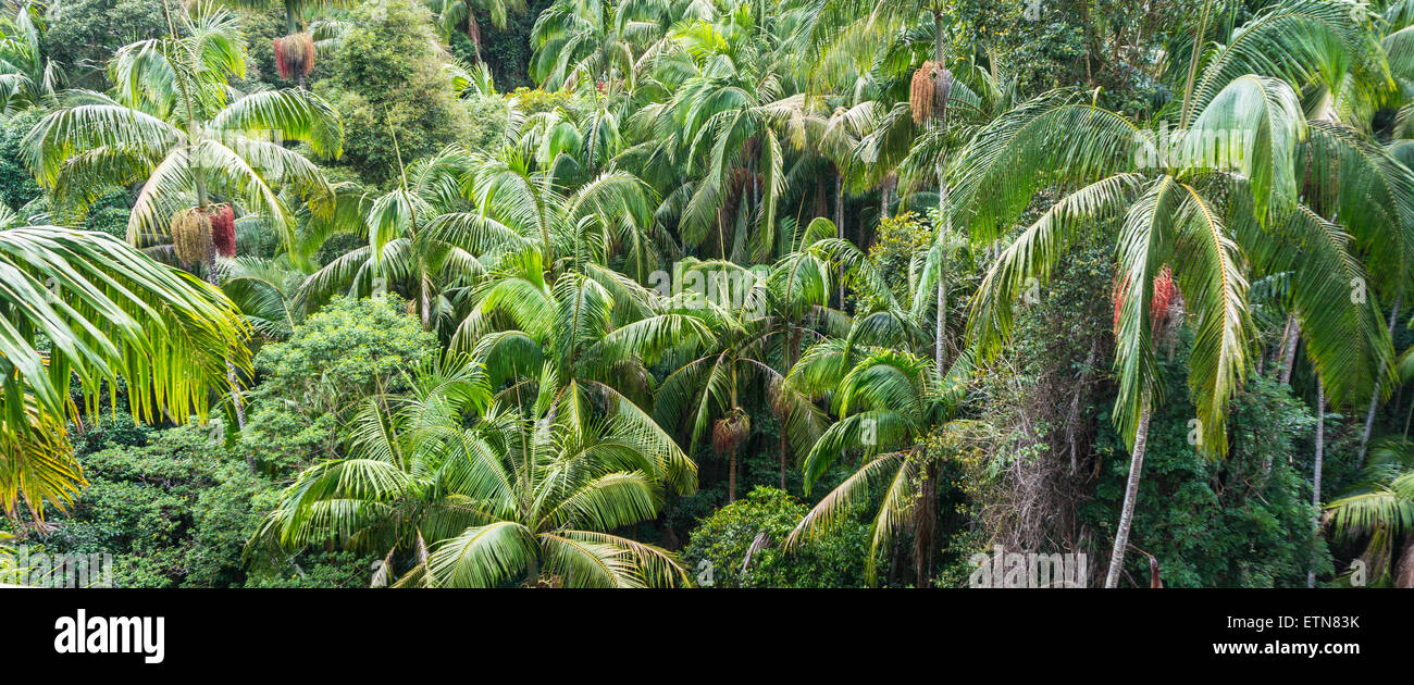 Nahaufnahme des Regenwaldes, Mount Tamborine, South East Queensland, Australien Stockfoto