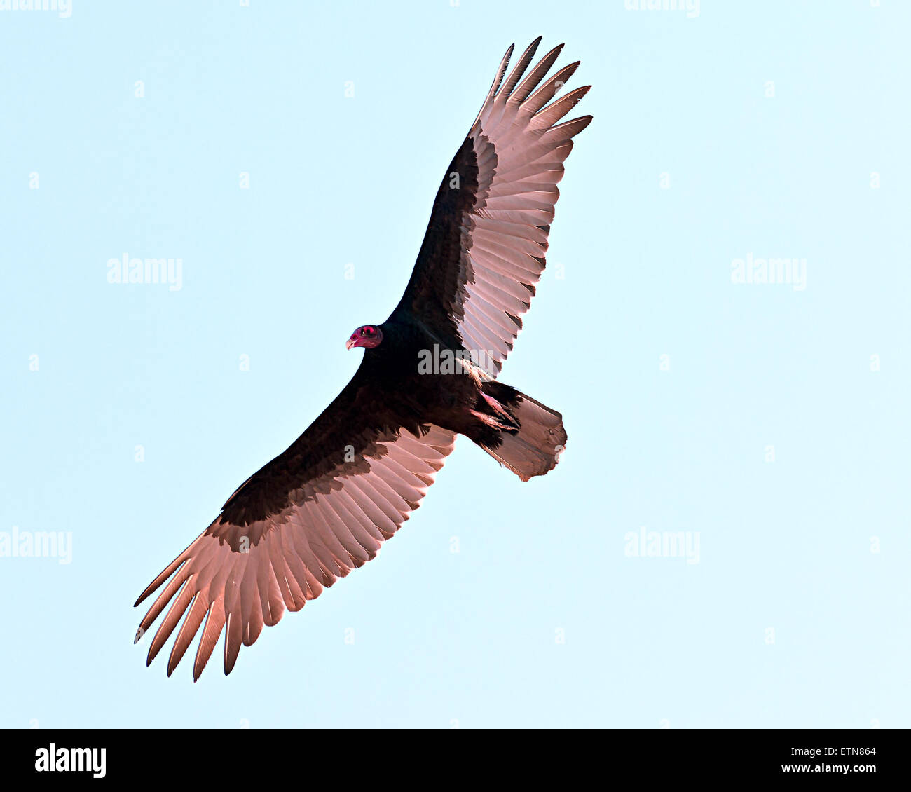 Niedrigen Winkel Blick auf eine Türkei Geier auf der Suche nach Nahrung, Arizona, USA Stockfoto