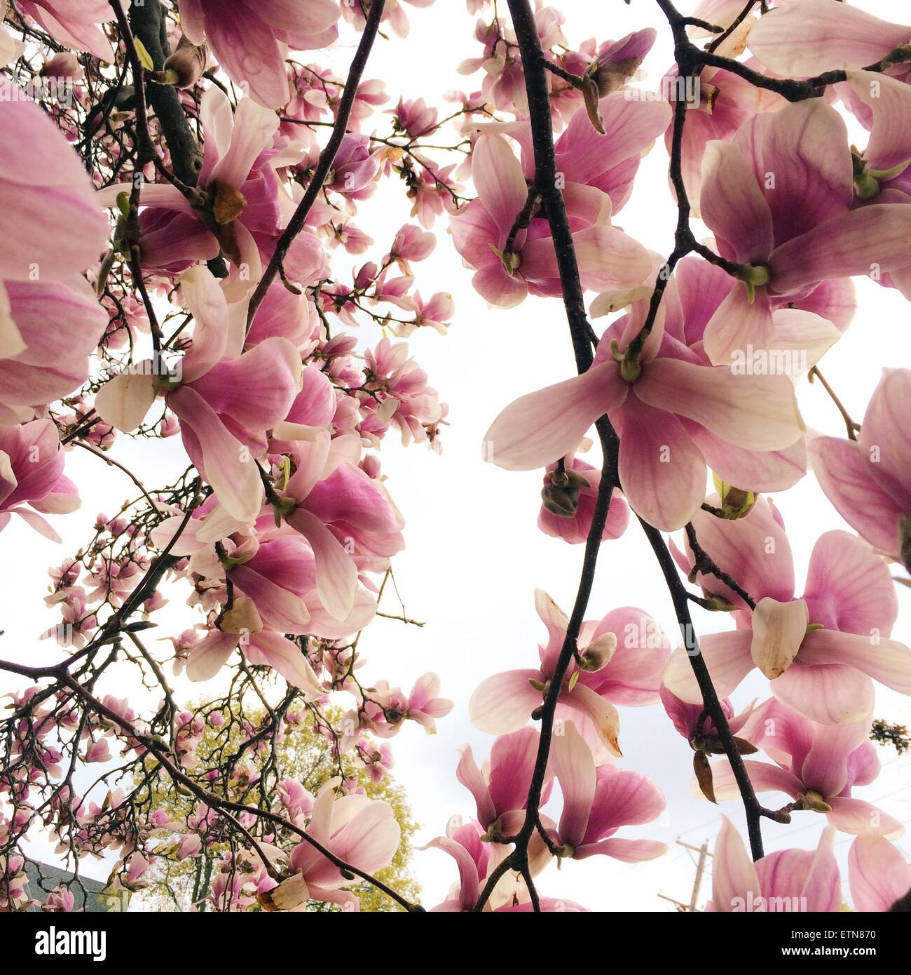 Nahaufnahme von einem rosa Magnolie Stockfoto