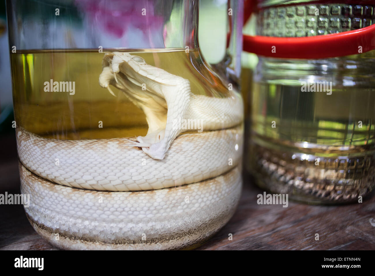 Schlange in Flaschen abgefüllt, in ein Glas, Präfektur Fukushima, Japan Stockfoto