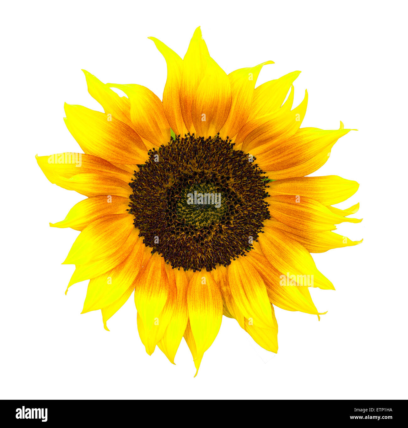 Unglaublich schöne einzelne Sonnenblume, isoliert. Stockfoto