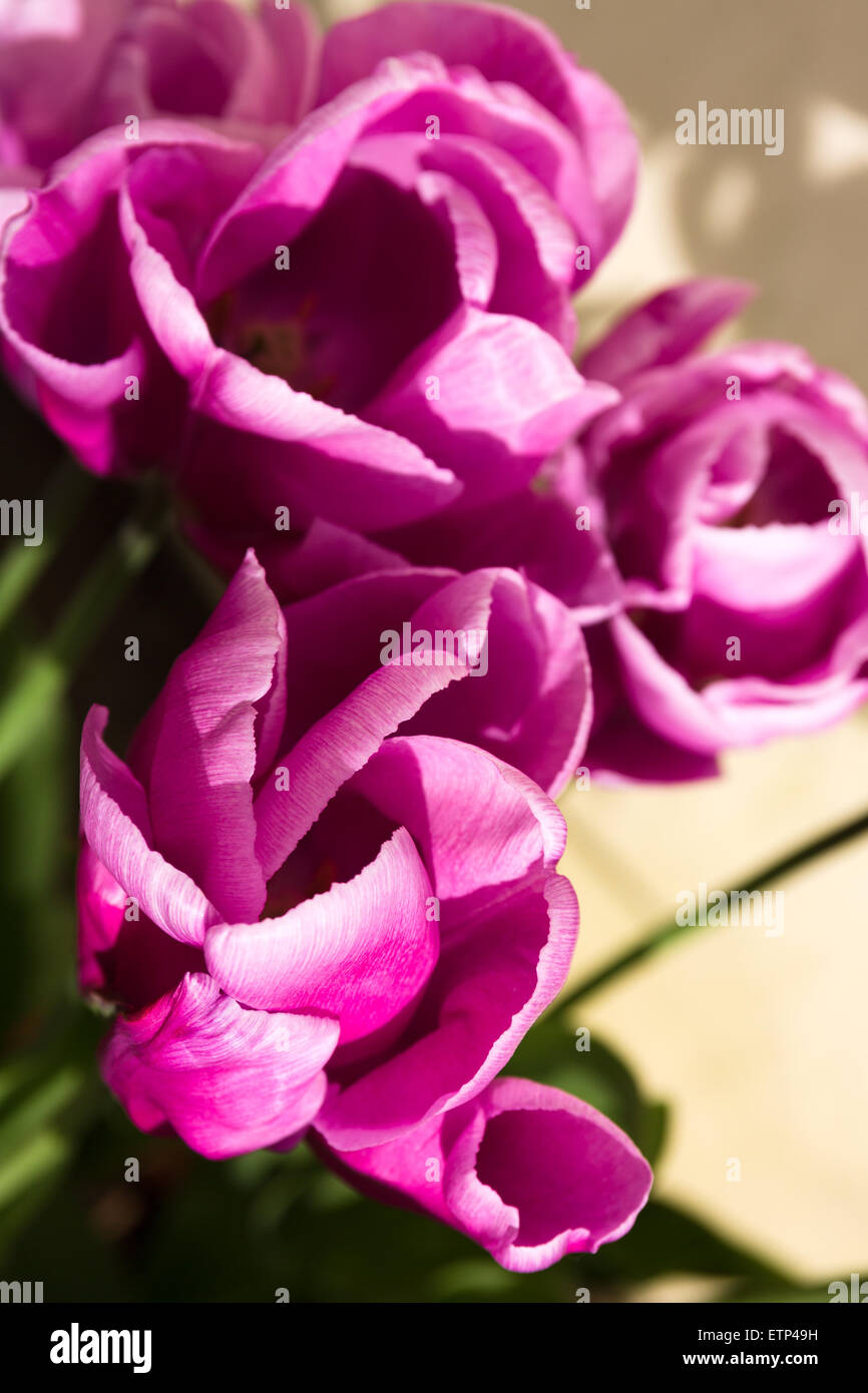 Tulpen blühen im Garten. England-UK Stockfoto