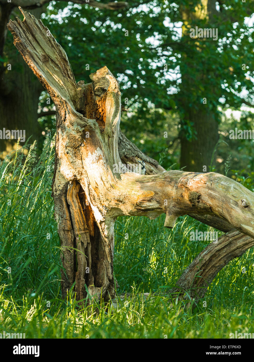 British Wildlife, Buntspecht auf Nahrungssuche in Wald Natur. Stockfoto