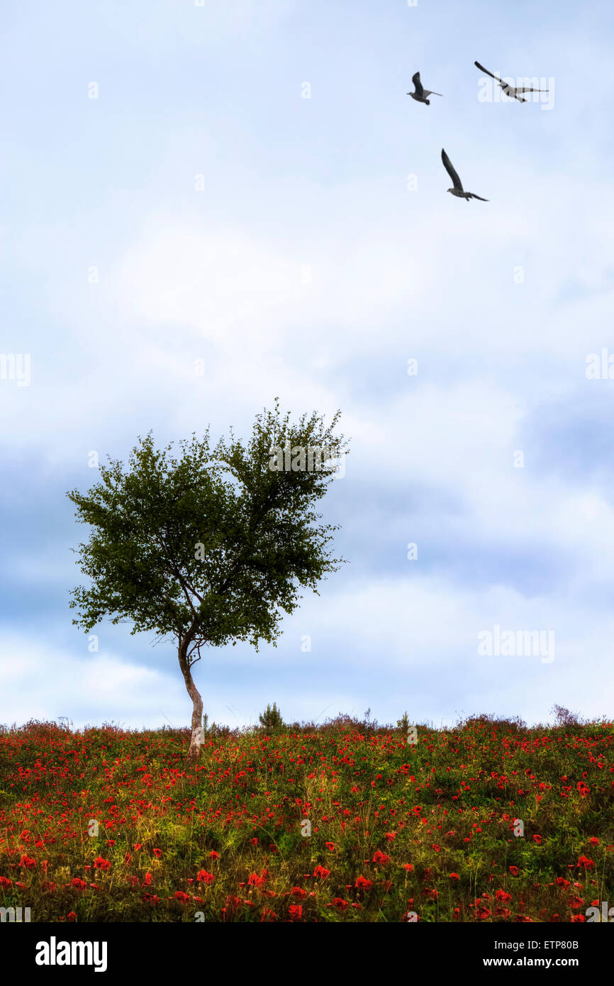 ein einsamer Baum auf einer Wiese mit roten Mohnblumen und drei Vögel Stockfoto