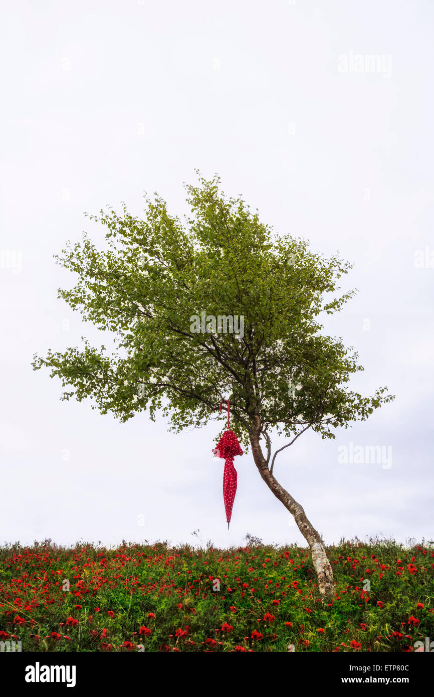 einen roten Regenschirm an einem Baum hängen Stockfoto