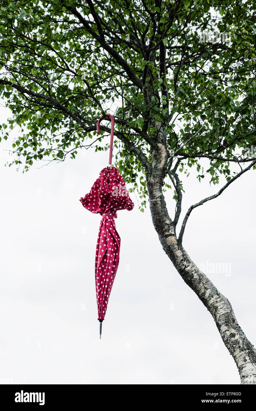 ein roter Regenschirm mit weißen Tupfen ist von einem Baum hängen. Stockfoto
