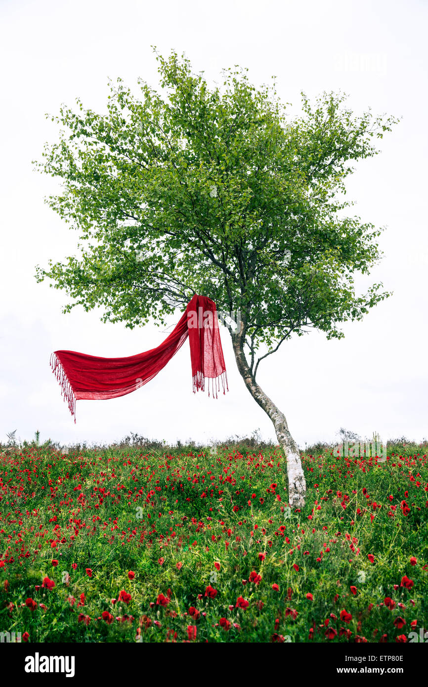 ein roten Schal in einem Baum hängen weht im wind Stockfoto