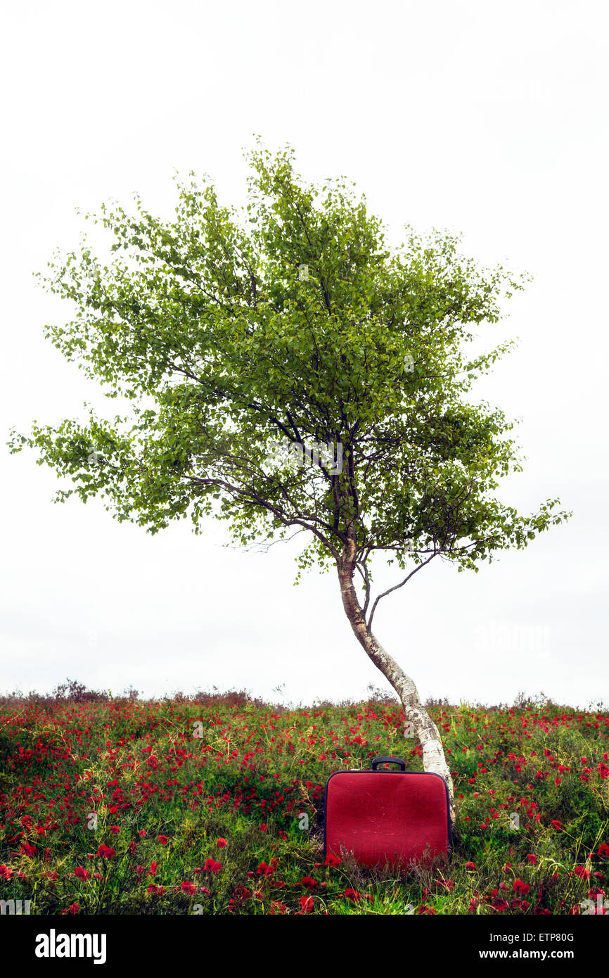 ein Baum auf einer Sommerwiese mit einem roten Koffer Stockfoto