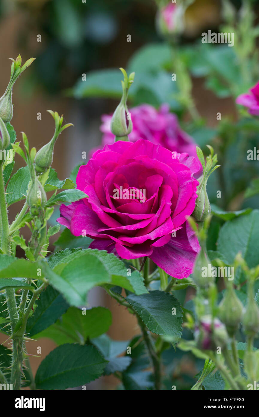 Magenta Rose in einem Garten Stockfoto