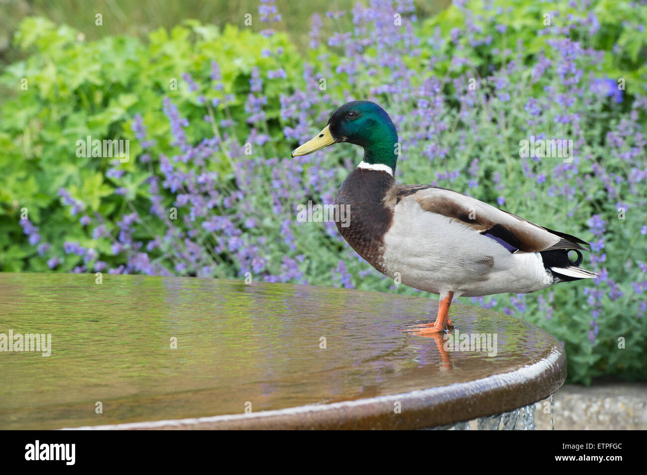 Männliche Stockente auf ein Wasserspiel im RHS Wisley Gardens. England Stockfoto