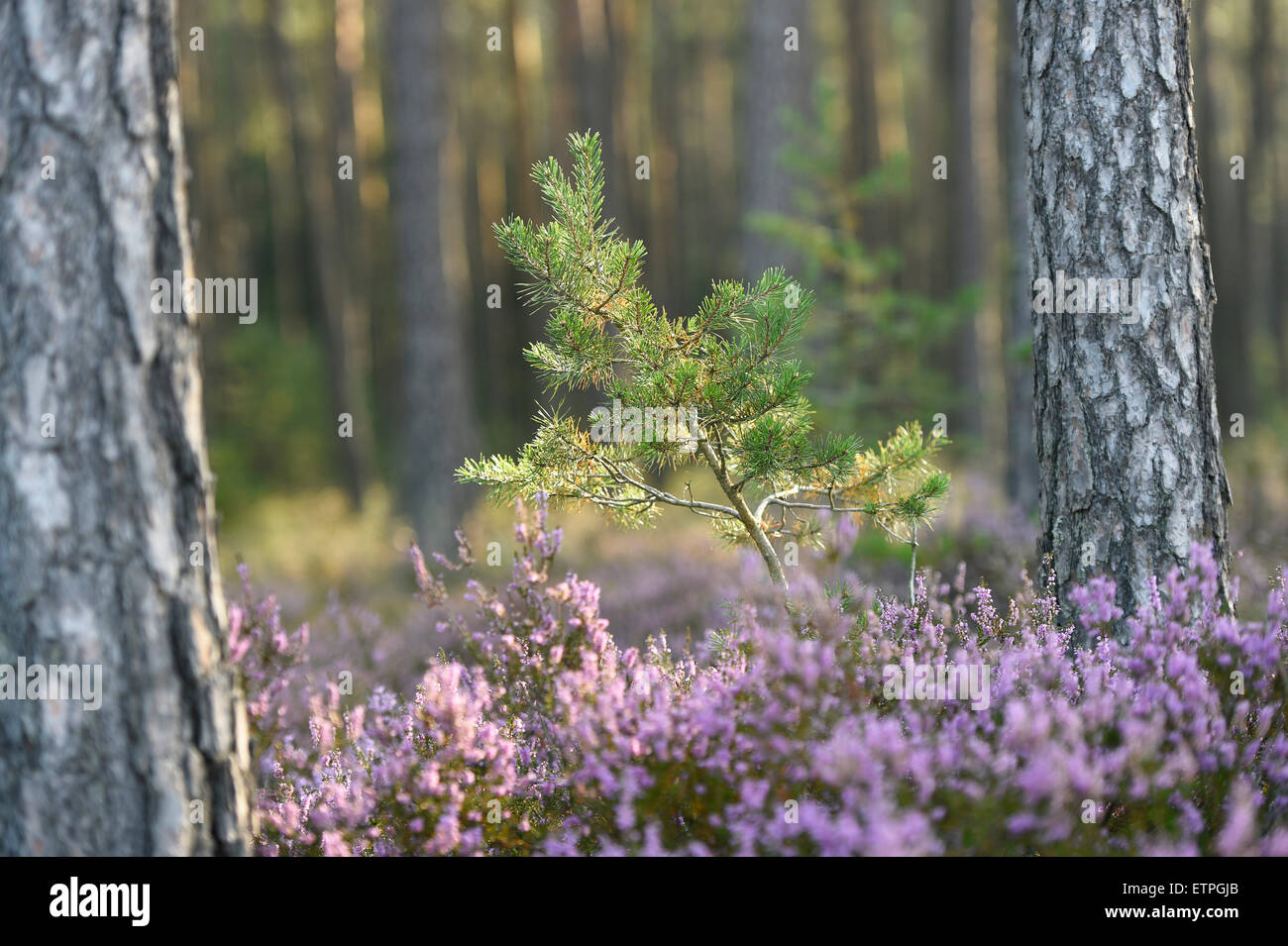 Kiefer, Pinus Sylvestris, Besen Moor, Calluna Vulgaris, Blüten, Stockfoto