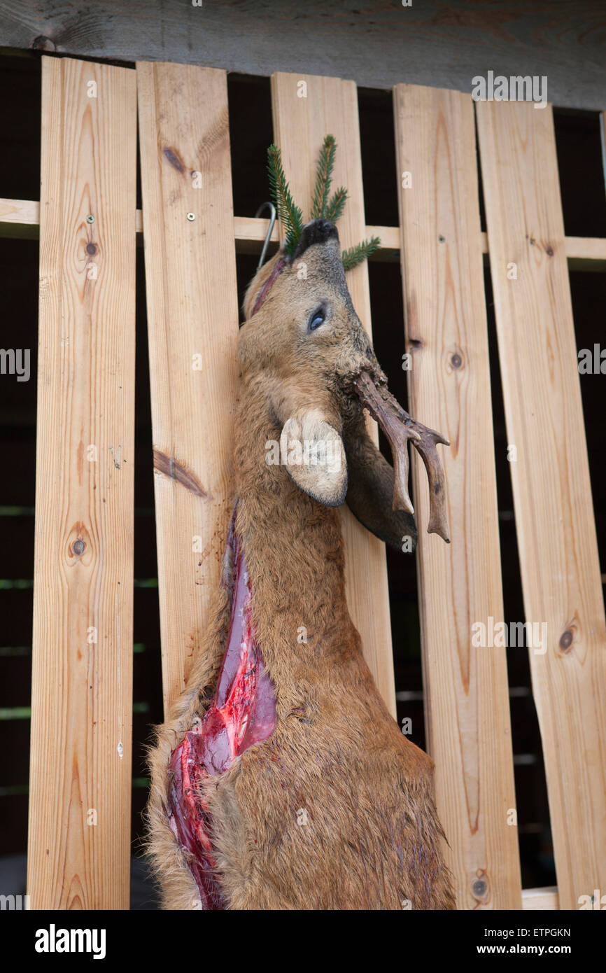 Erlegten Rehbock Stockfoto