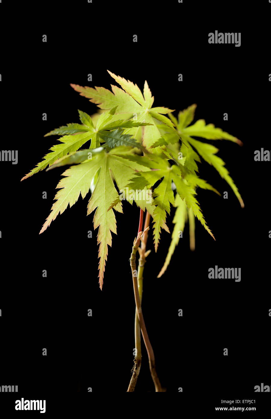 Japanische Acer Sämling Stockfoto