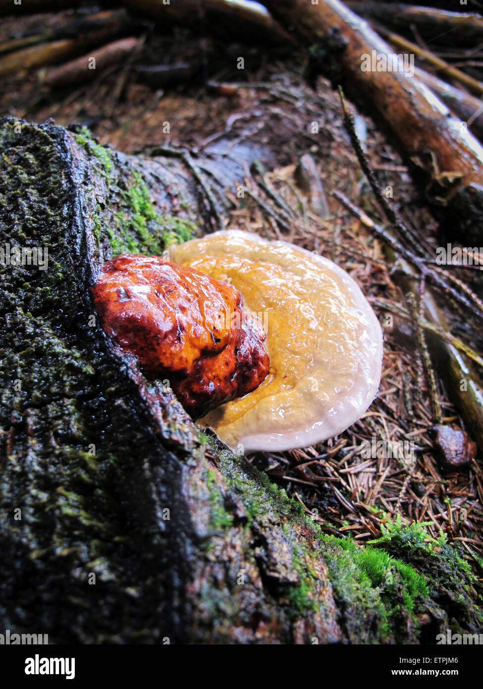 Rot-Gürtel Conk, Fomitopsis Pinicola, Stockfoto