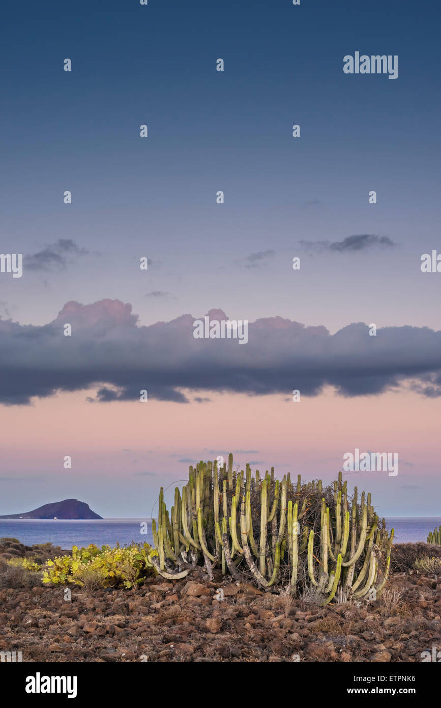 Euphorbia Canariensis (Cardon, Kanarische Wolfsmilch) bei Sonnenuntergang in Costa del Silencio, Teneriffa, mit Montana Roja im Hintergrund Stockfoto