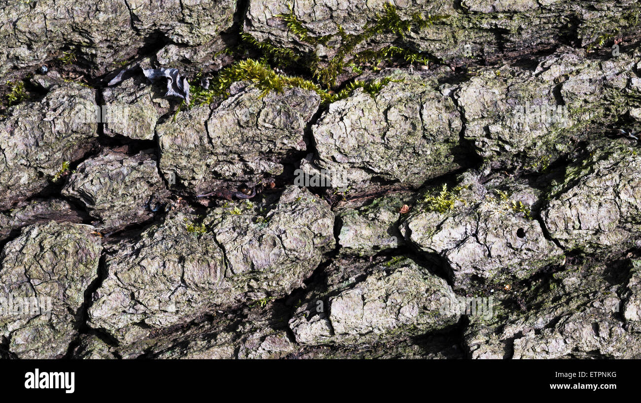 Detail der Rinde der Eiche, Peterborough, Cambridgeshire, England Stockfoto