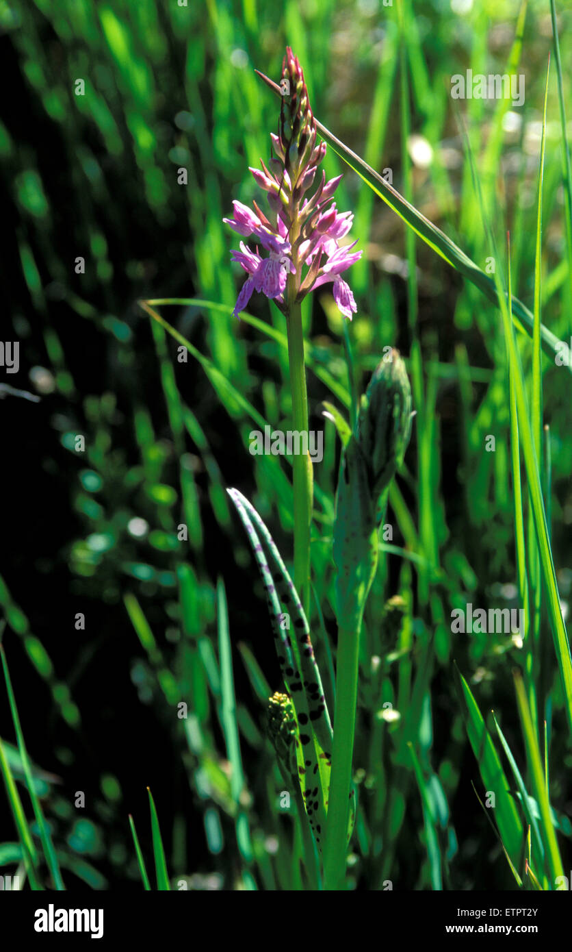 BEL, Belgien, Eastbelgium, Hautes Fagnes, Hohes Venn, Heide gesichtet Orchidee (lat. Dactylorhiza Maculata).  BEL, Belgien, Ostbelgi Stockfoto