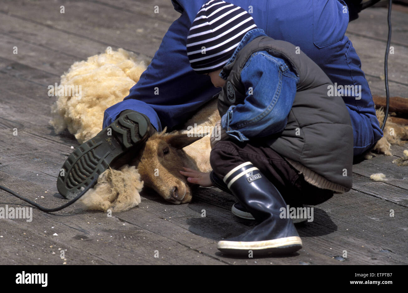 BEL, Belgien, Eastbelgium, Hautes Fagnes, Hohes Venn, Schäferin Schere Schafe während einer Sheperd Festival in der Nähe von Botrange, junge st Stockfoto