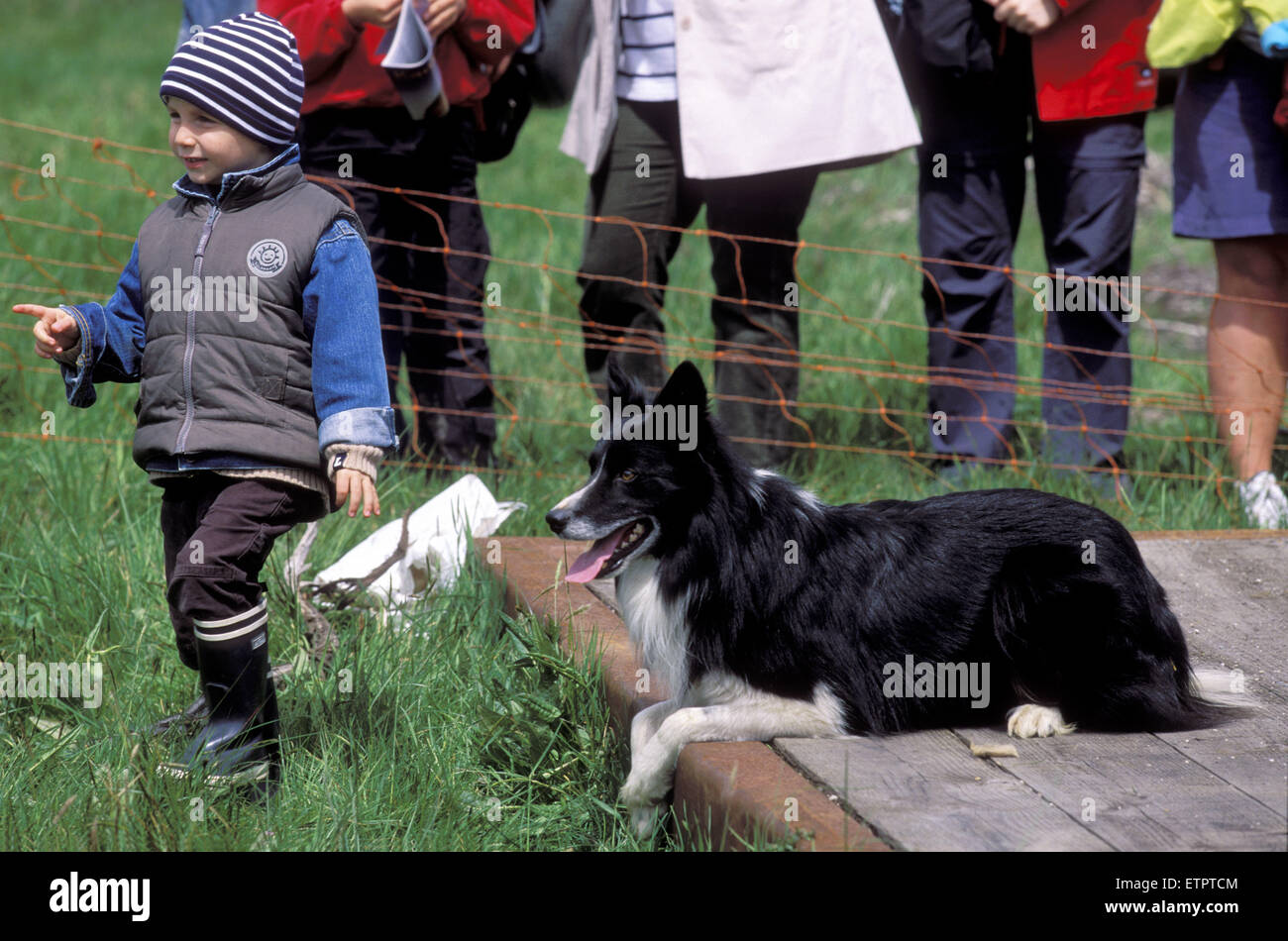 BEL, Belgien, Eastbelgium, Hautes Fagnes, Hohes Venn, junge und ein Border-Collie während der Sheperd Festival in der Nähe von Botrange.  BEL, Stockfoto