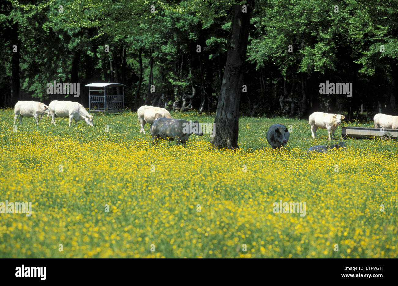BEL, Belgien, Eastbelgium, Wiese bei Gdoumont in der Nähe von Malmedy.  BEL, Belgien, Ostbelgien, Wiese Bei Gdoumont Nahe Malmedy. Stockfoto