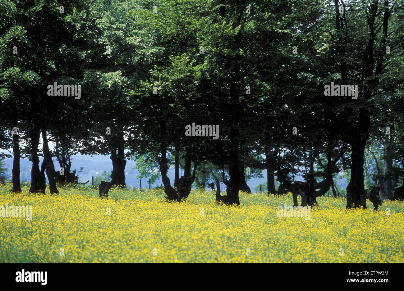 BEL, Belgien, Eastbelgium, Wiese bei Gdoumont in der Nähe von Malmedy.  BEL, Belgien, Ostbelgien, Wiese Bei Gdoumont Nahe Malmedy. Stockfoto