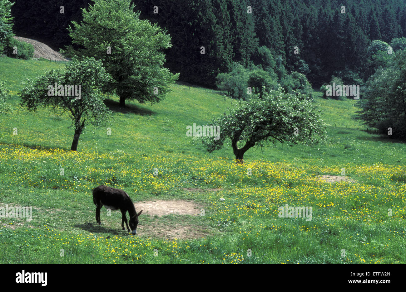 BEL, Belgien, Eastbelgium, Esel auf einer Wiese am Chodes in der Nähe von Malmedy.  BEL, Belgien, Ostbelgien, Esel Auf Einer Wiese Bei Chodes Stockfoto