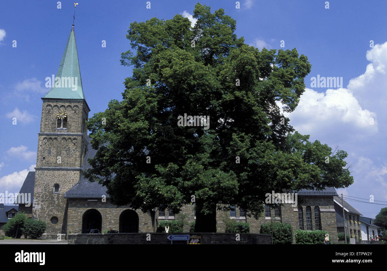 BEL, Belgien, Eastbelgium, Buetgenbach-Weywertz, St. Michaels-Kirche, 300 Jahre alte Linde.  BEL, Belgien, Ostbelgien, Buetge Stockfoto