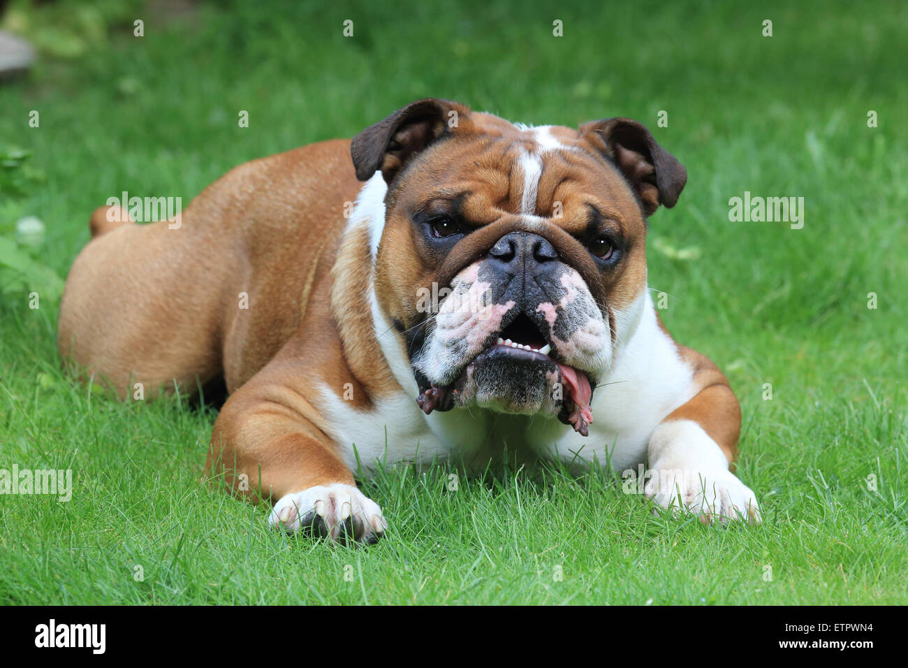 Englische Bulldogge, Canis Lupus familiaris Stockfoto