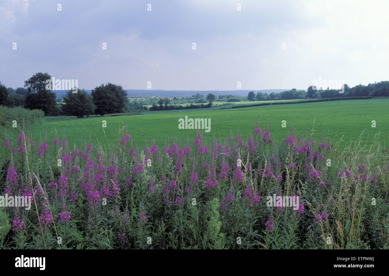 BEL, Belgien, Eastbelgium, in der Nähe von Buetgenbach, Weidenröschen auf einer Wiese.  BEL, Belgien, Ostbelgien, Bei Buetgenbach, Weidenroeschen Stockfoto