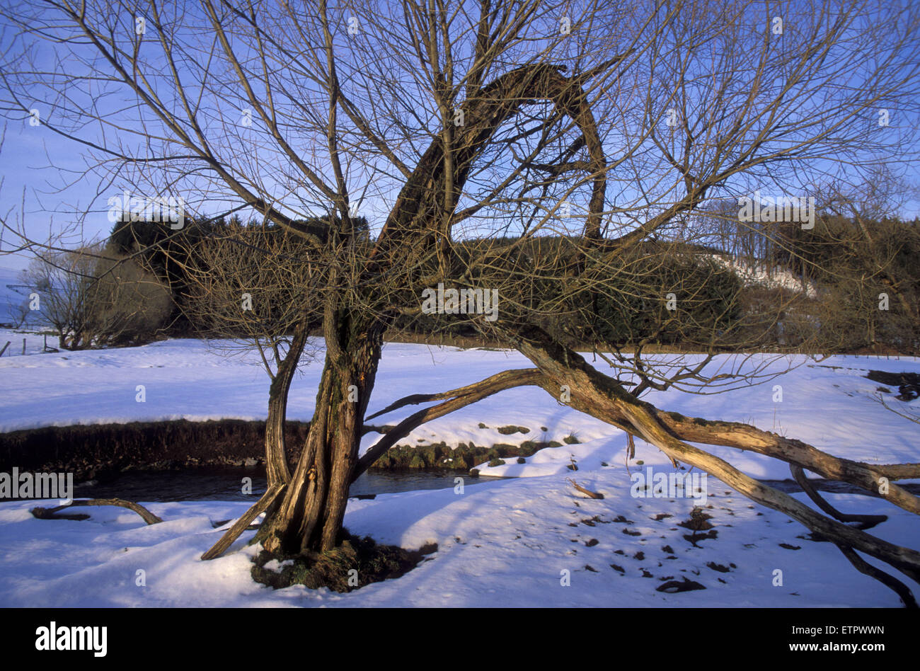 BEL, Belgien, Eastbelgium am Berterath in der Nähe von Buellingen.  BEL, Belgien, Ostbelgien, Bei Berterath Nahe Buellingen. Stockfoto