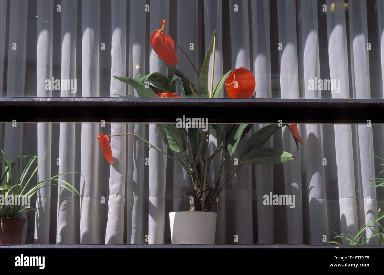 BEL, Fenster mit Flamingo-Blume (lat. Anthurium), Malmedy, Belgien, Eastbelgium BEL, Belgien, Ostbelgien, Malmedy, Fenster Mit Stockfoto