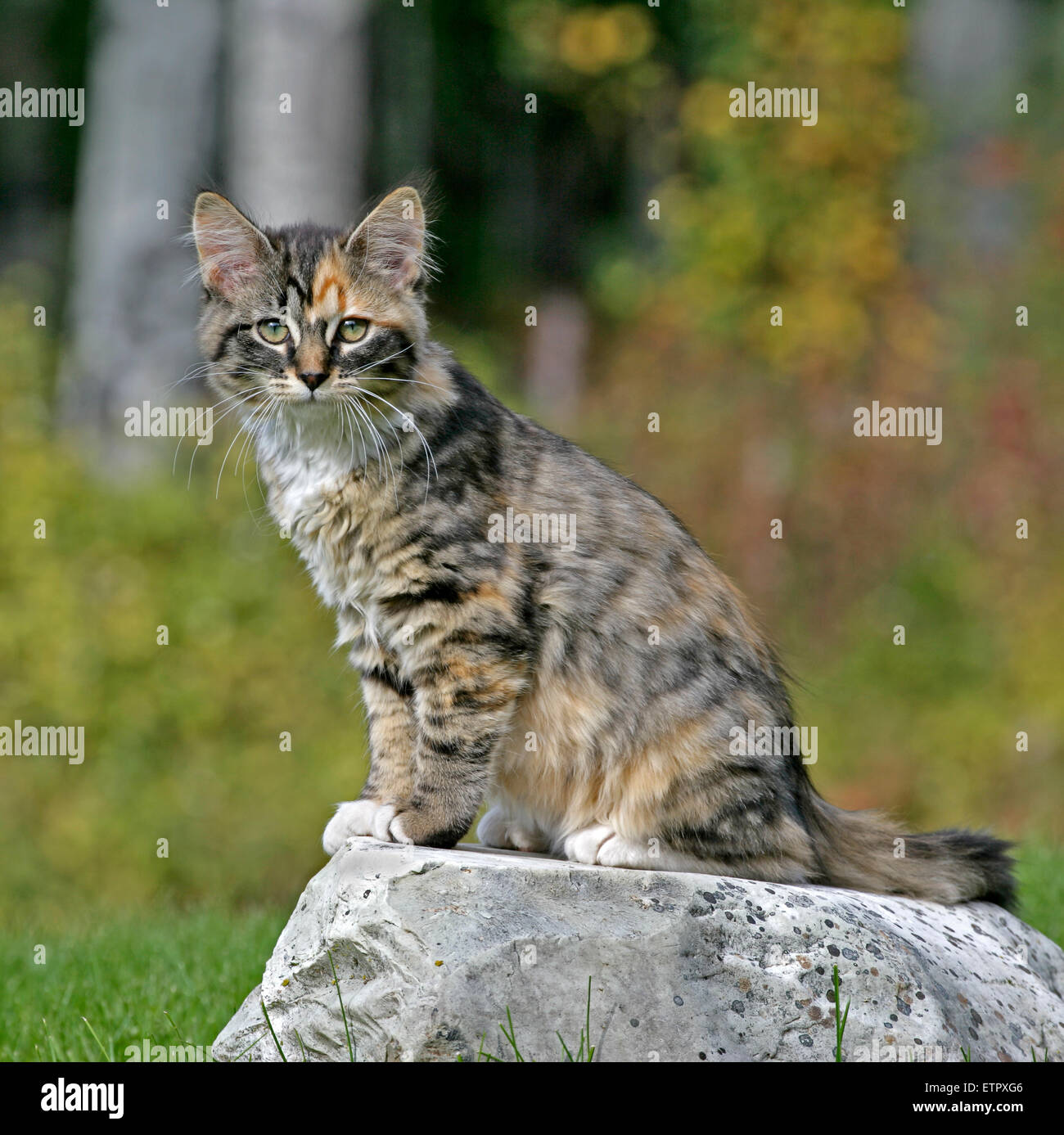 Calico Katze sitzt auf Felsen, beobachten Stockfoto