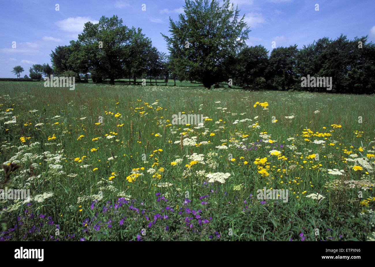 BEL, Belgien, Eastbelgium, Wiese zwischen Faymonville und Schoppen in der Nähe von Weismes.  BEL, Belgien, Ostbelgien, Wiese Zwischen Faymon Stockfoto