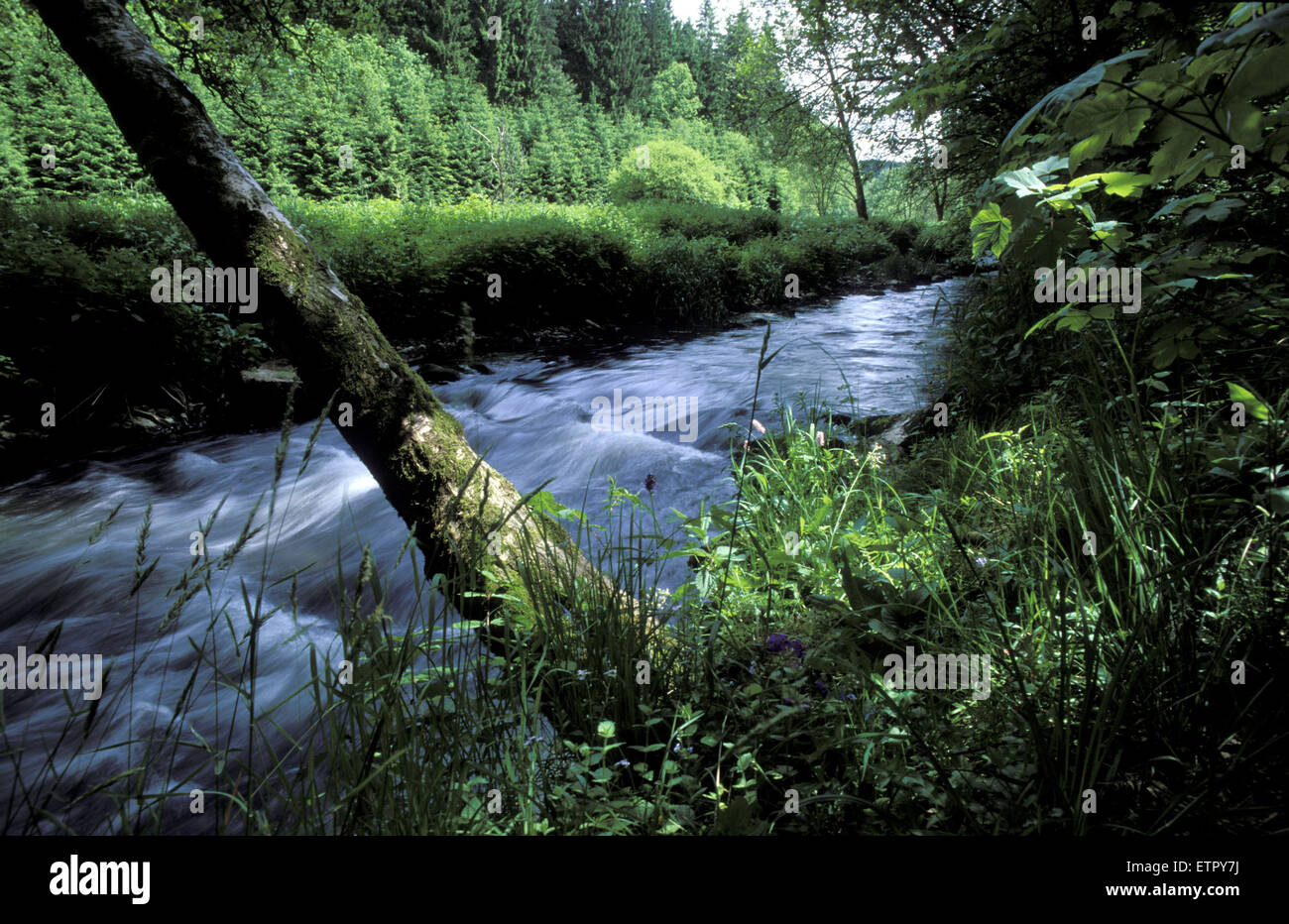 BEL, Belgien, Eastbelgium, den Fluss Ambleve in der Nähe von Ambleve-Montenau.  BEL, Belgien, Ostbelgien, sterben Amel Bei Amel-Montenau. Stockfoto