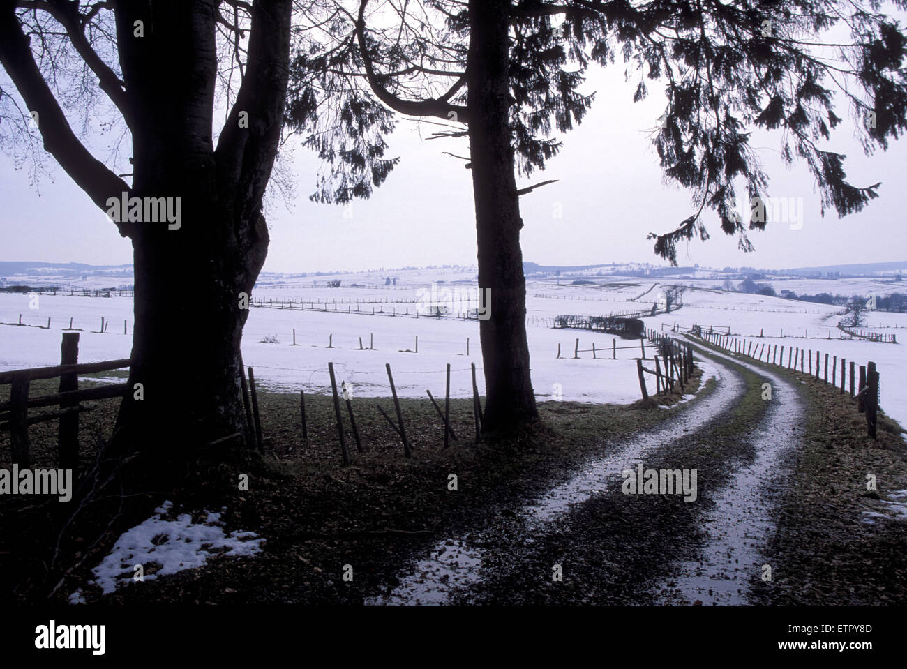 BEL, Belgien, Eastbelgium, Felder in der Nähe von Eibertingen in der Nähe von Ambleve.  BEL, Belgien, Ostbelgien, Felder Bei Eibertingen Nahe Amel. Stockfoto