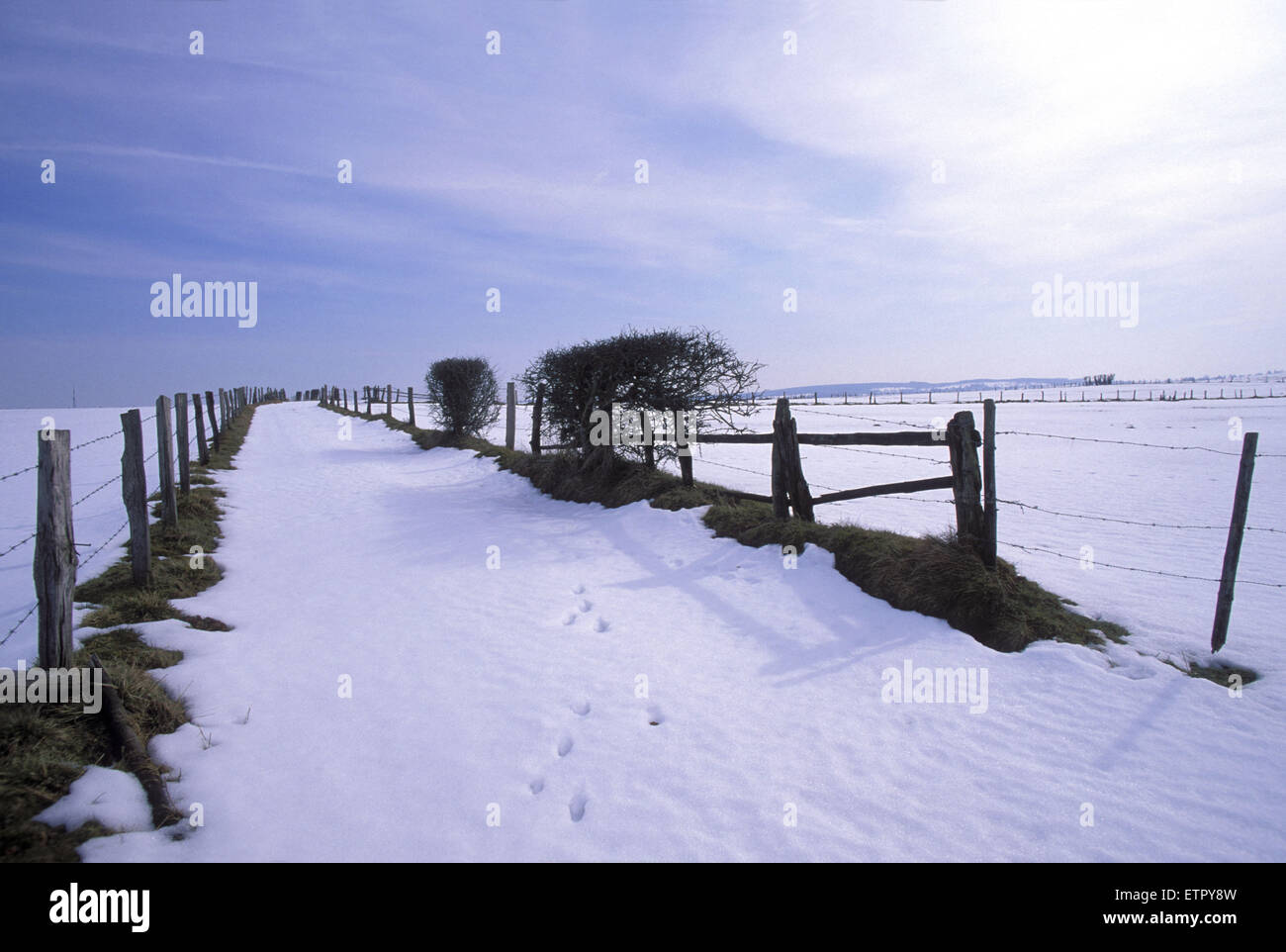 BEL, Belgien, Eastbelgium, Felder in der Nähe von Eibertingen in der Nähe von Ambleve.  BEL, Belgien, Ostbelgien, Felder Bei Eibertingen Nahe Amel. Stockfoto