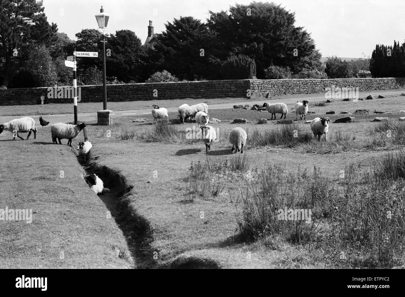 Schafbeweidung auf Dorfstraßen in Goathland, North Yorkshire. September 1971. Stockfoto