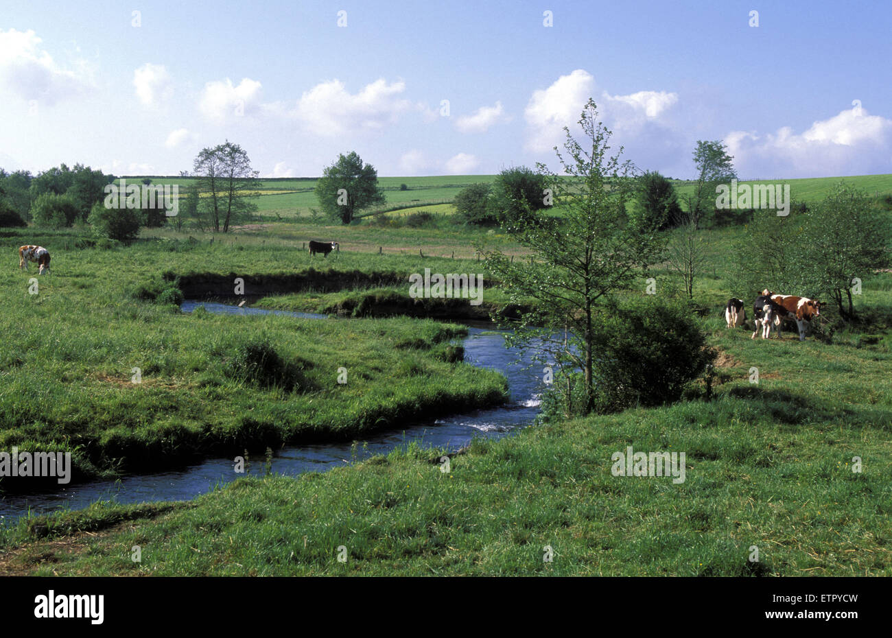 BEL, Belgien, Eastbelgium, den Fluss Ambleve in der Nähe von Ambleve.  BEL, Belgien, Ostbelgien, sterben Amel Bei Amel. Stockfoto