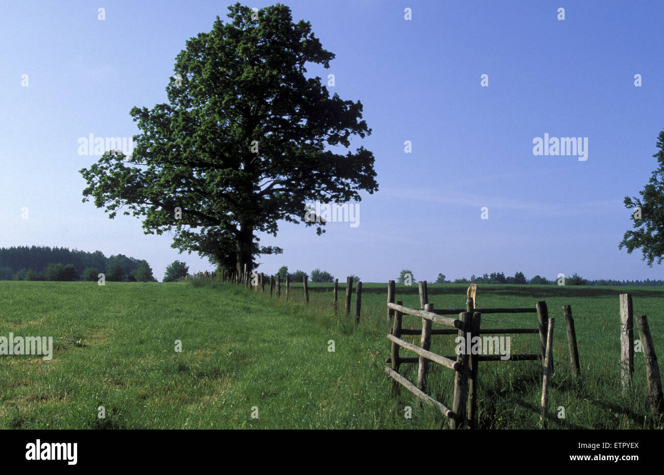 BEL, Belgien, Eastbelgium, Baum auf einer Wiese in Born in der Nähe von Ambleve.  BEL, Belgien, Ostbelgien, Baum Auf Einer Wiese Bei geboren nahe Stockfoto