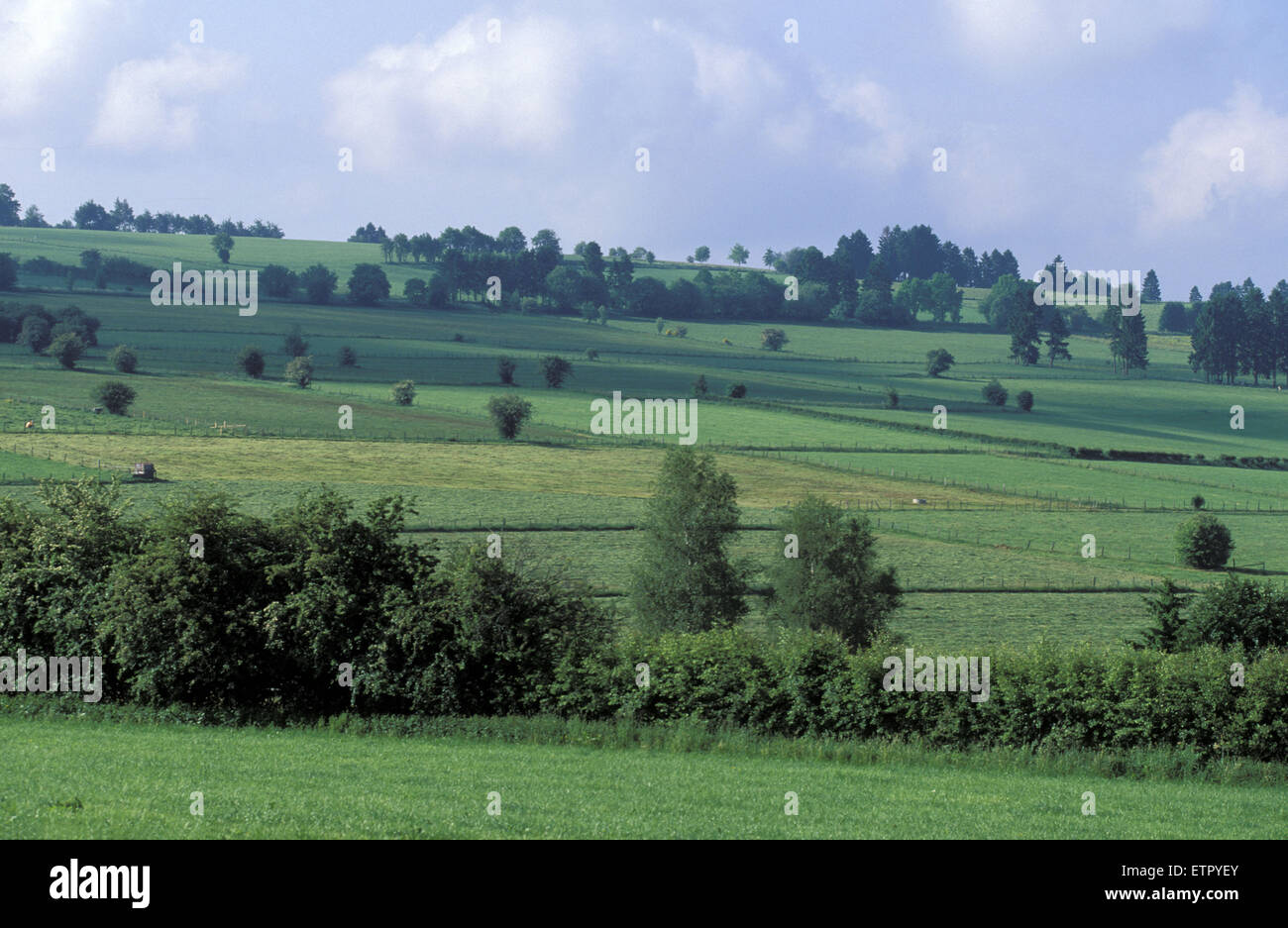 BEL, Belgien, Eastbelgium, Wiesen in Born in der Nähe von Ambleve.  BEL, Belgien, Ostbelgien, Wiesen Bei geboren Nahe Amel. Stockfoto