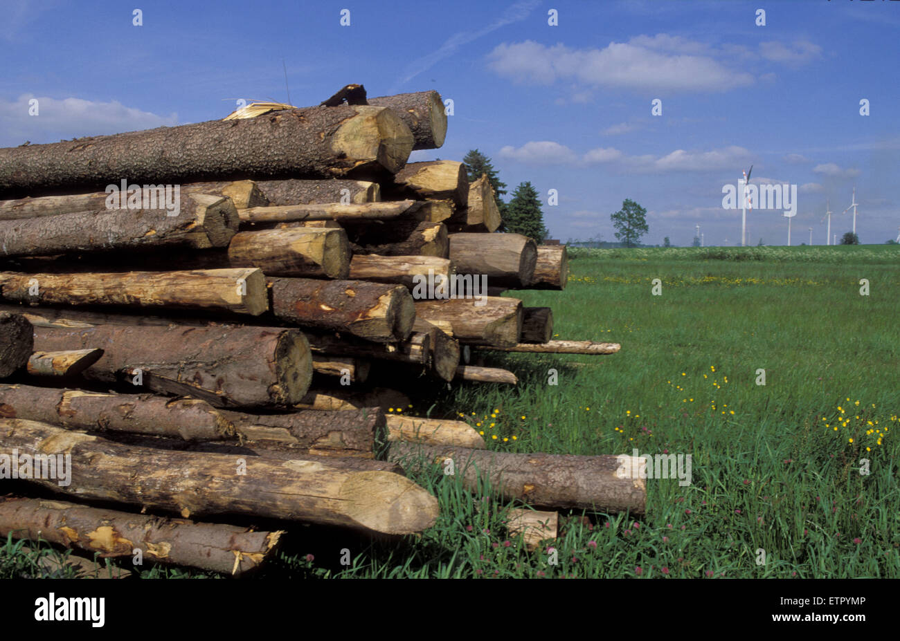 BEL, Belgien, Eastbelgium, felled Bäume in der Nähe von Buellingen-Krewinkel.  BEL, Belgien, Ostbelgien, Gefaellte Baeume Bei Buellingen-Kr Stockfoto