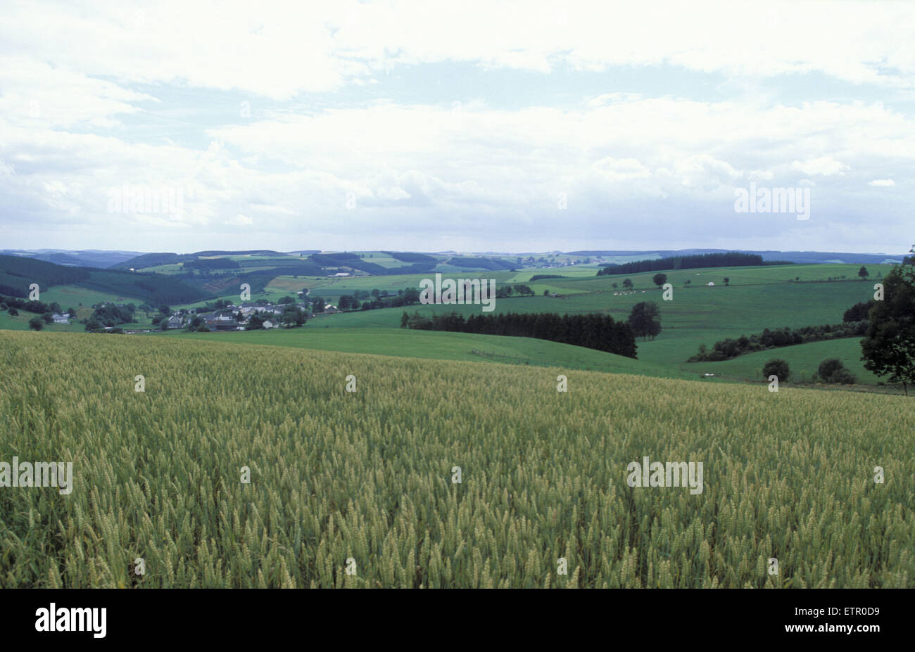 BEL, Belgien, Eastbelgium, Felder in der Nähe von Bracht in der Nähe von Burg Reuland.  BEL, Belgien, Ostbelgien, Felder Bei Bracht Nahe Burg Reuland. Stockfoto