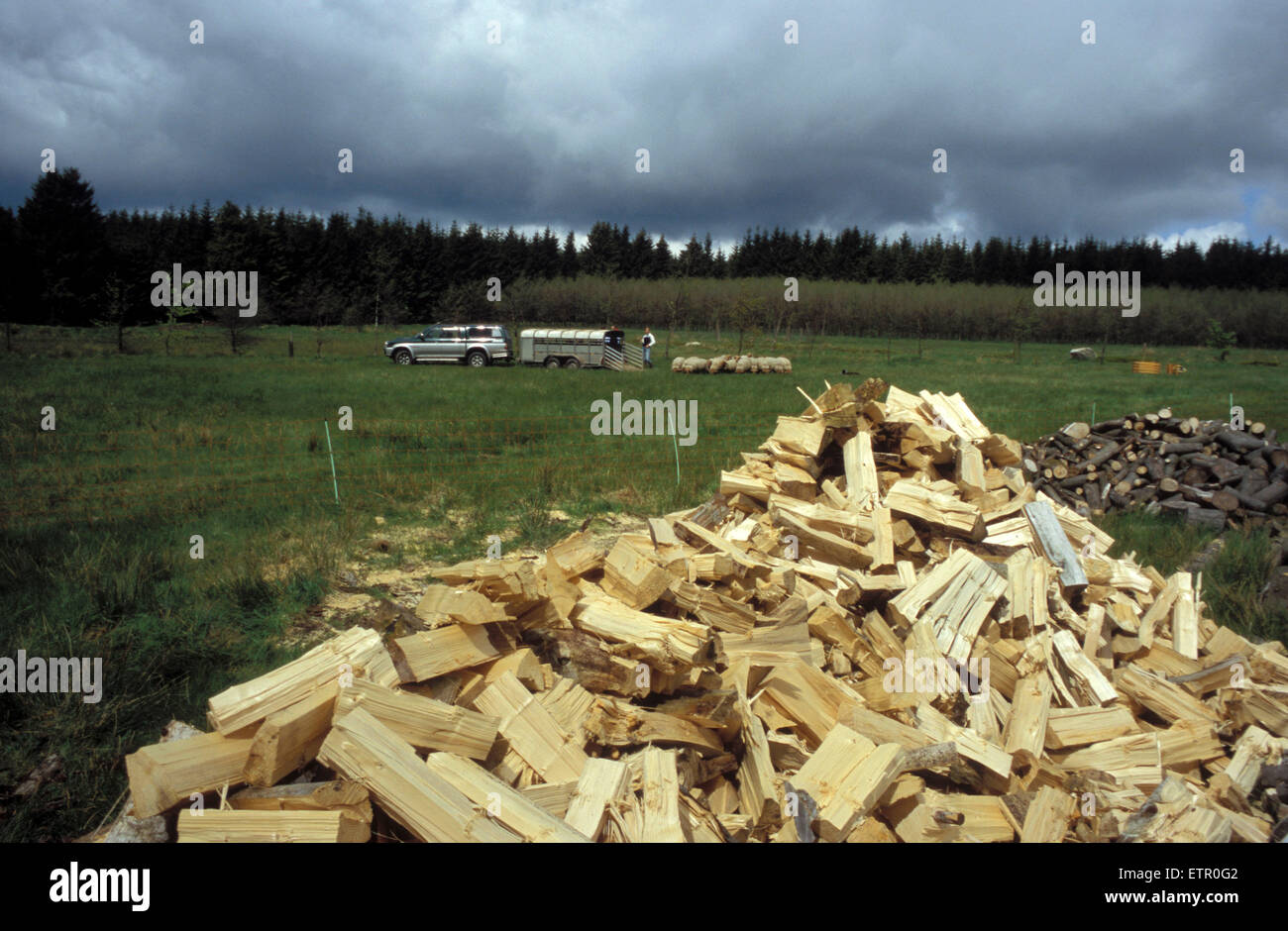 BEL, Belgien, Eastbelgium, hoch-Moor Hohes Venn/Hautes Fagnes, am Park Naturzentrum Botrange, Brennholz.  BEL, Belgien, Ostb Stockfoto